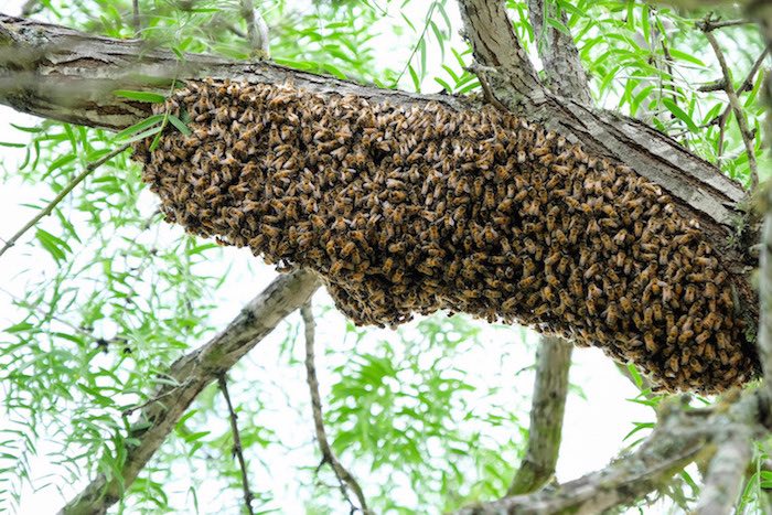 Bees in Trees!