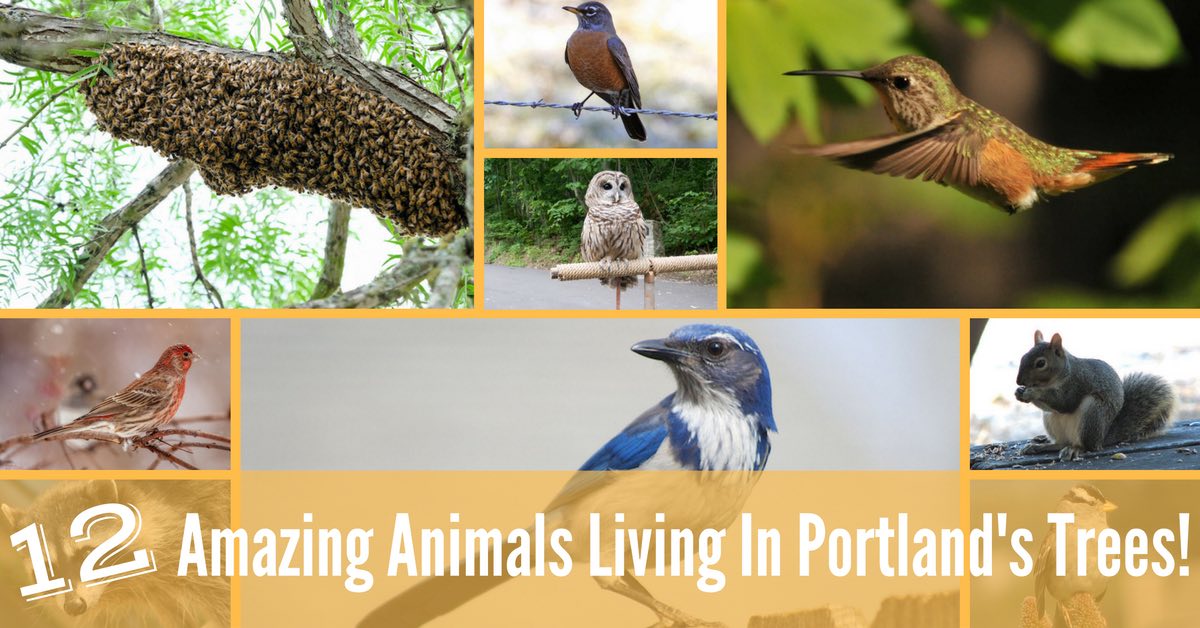 Fascinating Animals in Portland Trees