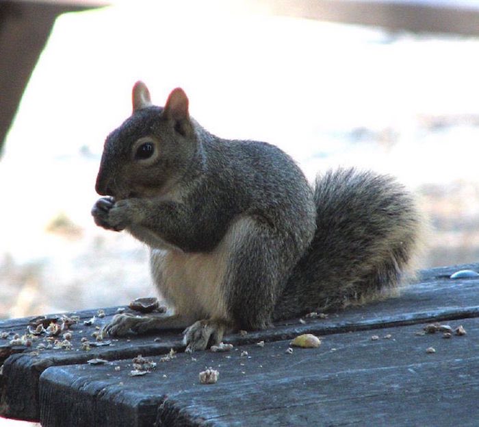 Western Squirrel Loves a Nut!