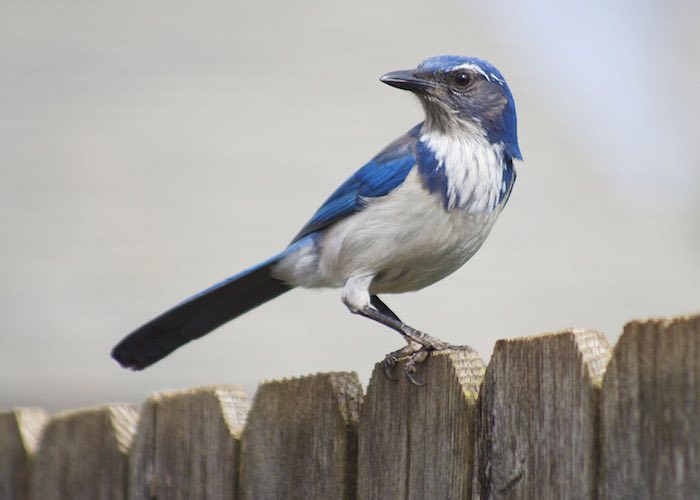 Western Scrub Jay