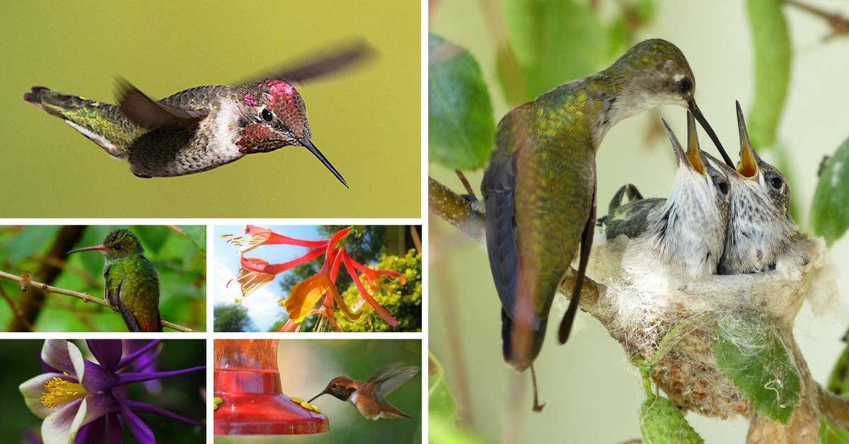 Hummingbirds in Oregon