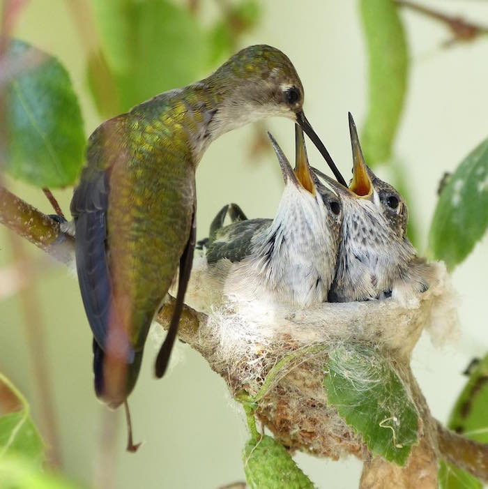 hummingbirds-nest