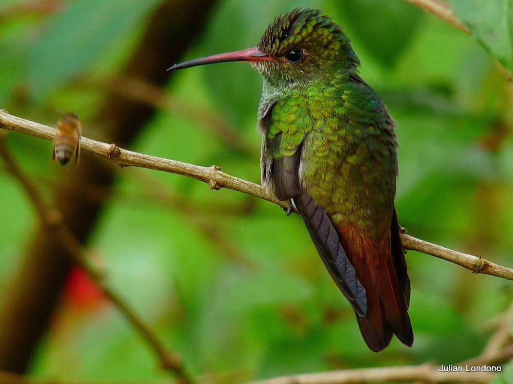 Rufous Hummingbird