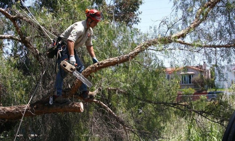 how to properly prune your trees