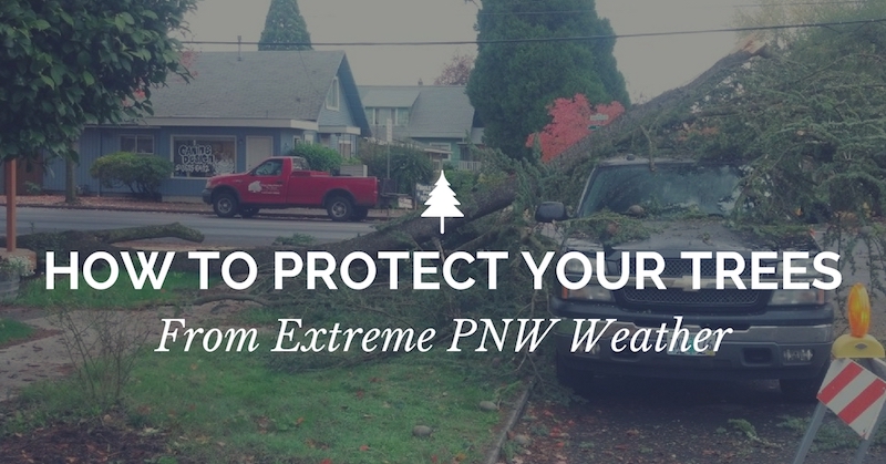 How to protect your trees from extreme weather