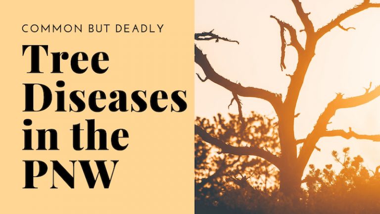 4 Common but Deadly Tree Diseases to Watch for in the PNW | Northwest ...